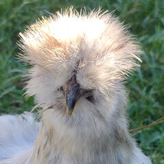A splash colored silkie hen